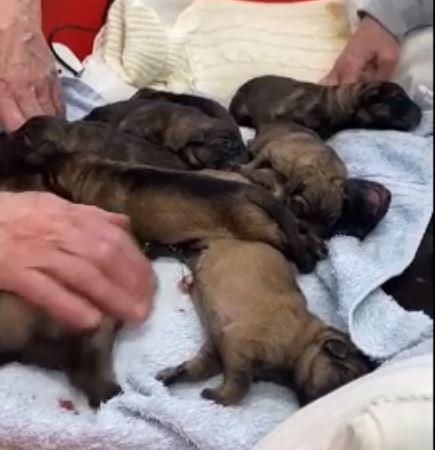 Watch: Many Tears Animal Rescue welcomes new litter of puppies born today