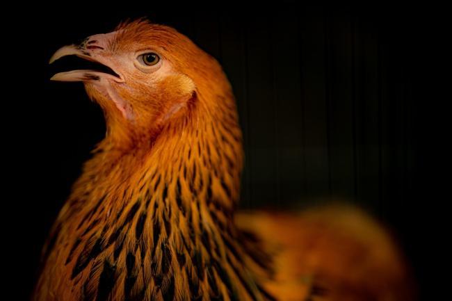 Birds and poultry must be kept indoors under strict new measures to control the spread of bird flu. Credit: PA