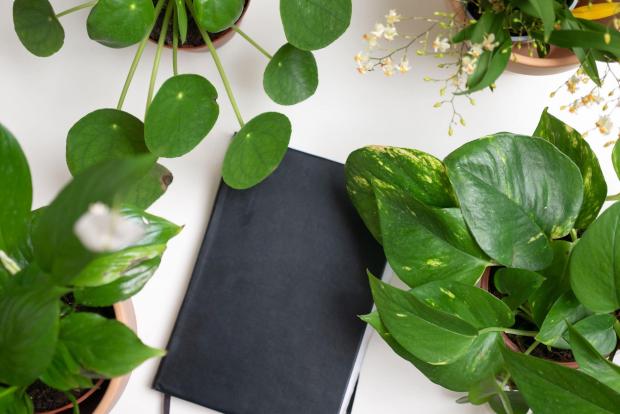 South Wales Guardian: A black notebook surrounded by indoor plants. Credit: PA