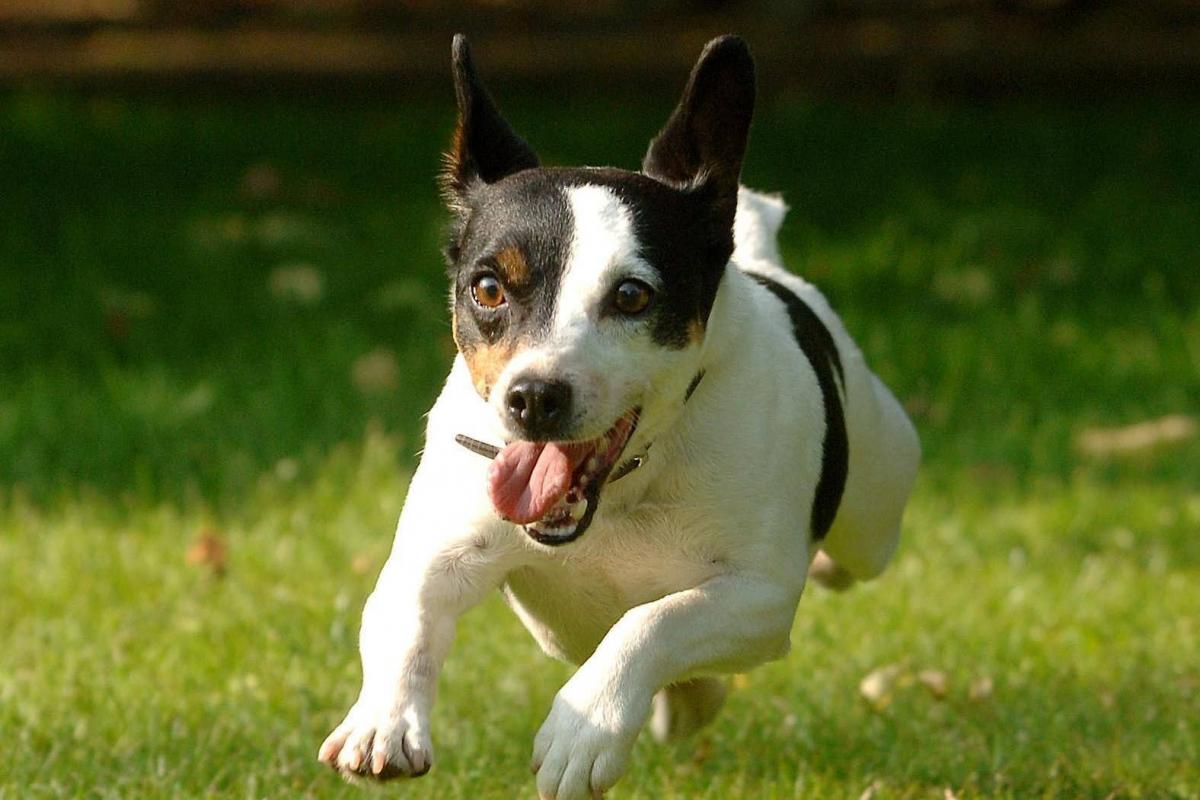 Jack Russell terriers have the longest lifespan among pet dogs, study  suggests | South Wales Guardian