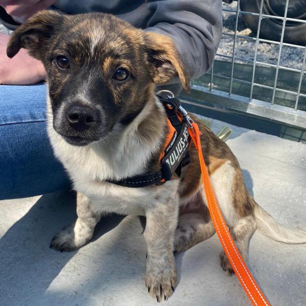 South Wales Guardian: Pea - four months old, male, cross breed. Pea has come to us from Romania alongside his mum and four siblings. Since arriving with us he has really started to come out of his shell and just loves to have lots of cuddles and fuss! He also really loves to