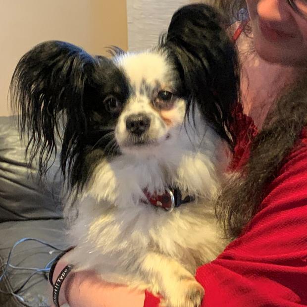 South Wales Guardian: Bobby - eight years old, male, Papillon and Tucker - four years old, male, Papillon. Bobby and Tucker have come to us from a home as unfortunately their owner no longer had time for them so made the heartbreaking decision to part with them. They are