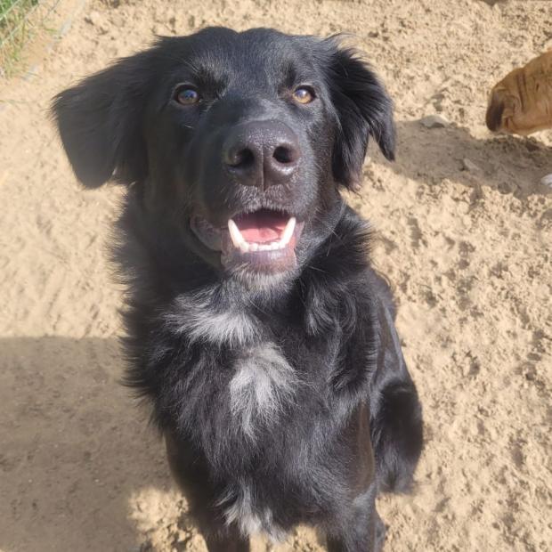 South Wales Guardian: Potato - one year old, male, cross breed. Potato originally came to us from Romania as a puppy but was sadly returned to us as he didn't settle in his new home. Potato can be very unsure of men and can also be reactive on walks. He will need an