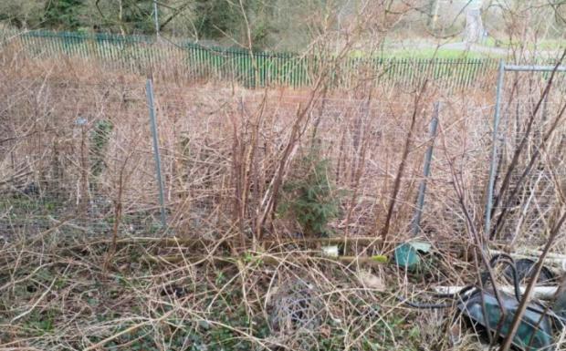 South Wales Guardian: Last year over £40,000 in damages was paid out for Japanese Knotweed encroachment in Pembrokeshire