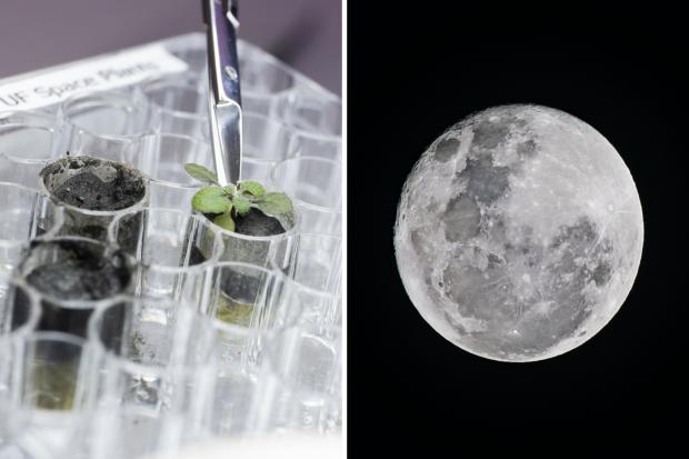 A scientist at the University of Florida harvesting a plant growing in lunar soil. (Picture: PA Wire)