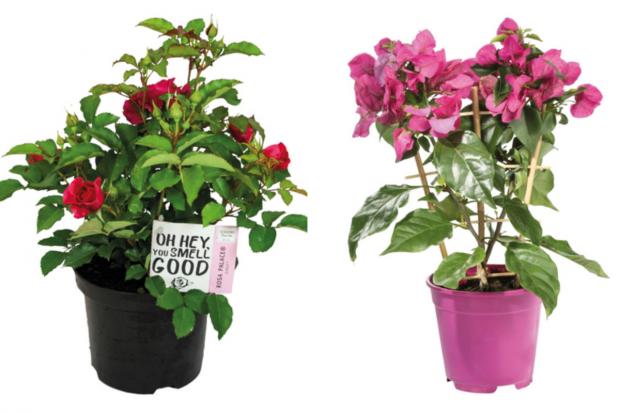South Wales Guardian: (left) Garden Rose and (right) Bougainvillea (Lidl/Canva)