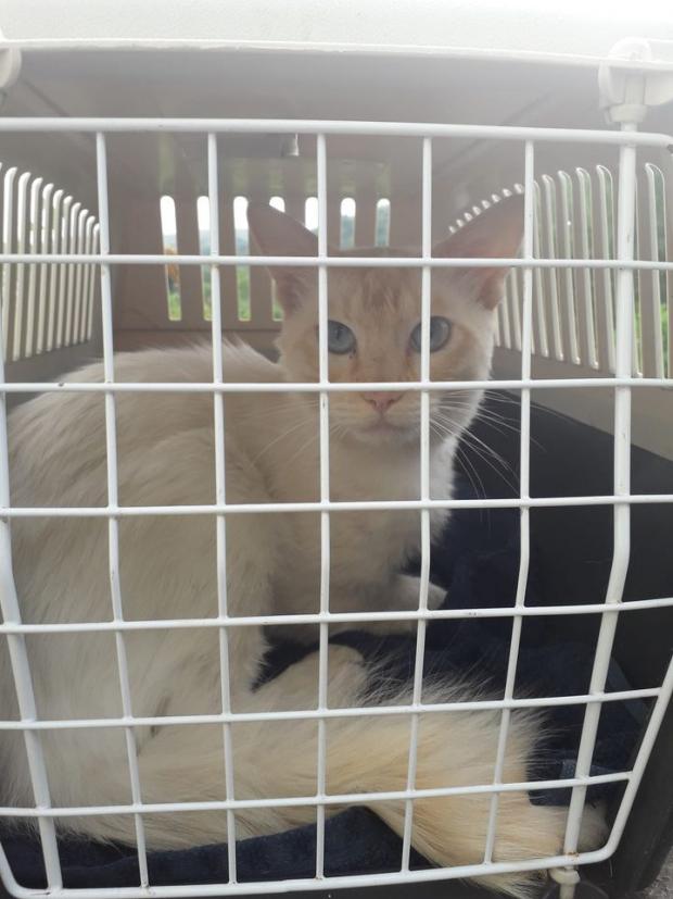 South Wales Guardian: On his way to the vets to have his back leg amputated
