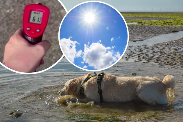 ‘Paw-scorchingly hot’ video shows pavement reach shocking SIXTY DEGREES