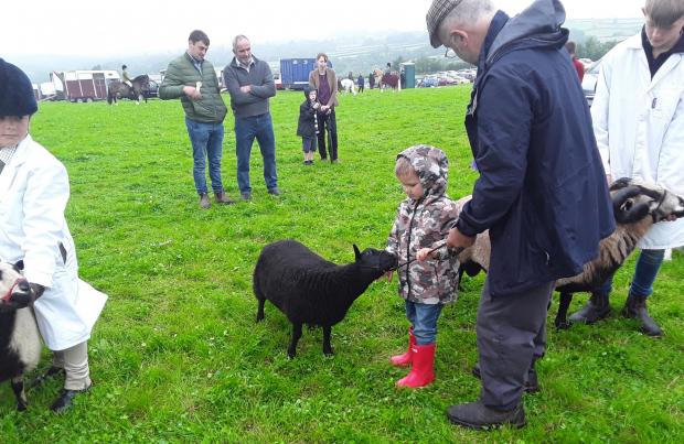 South Wales Guardian: Plenty of sheep for all to enjoy the company of
