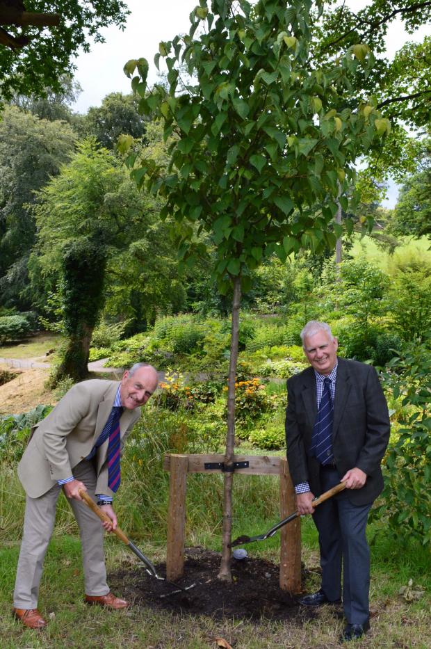 South Wales Guardian: The full Handkerchief Tree planted in Aberglasney Gardens