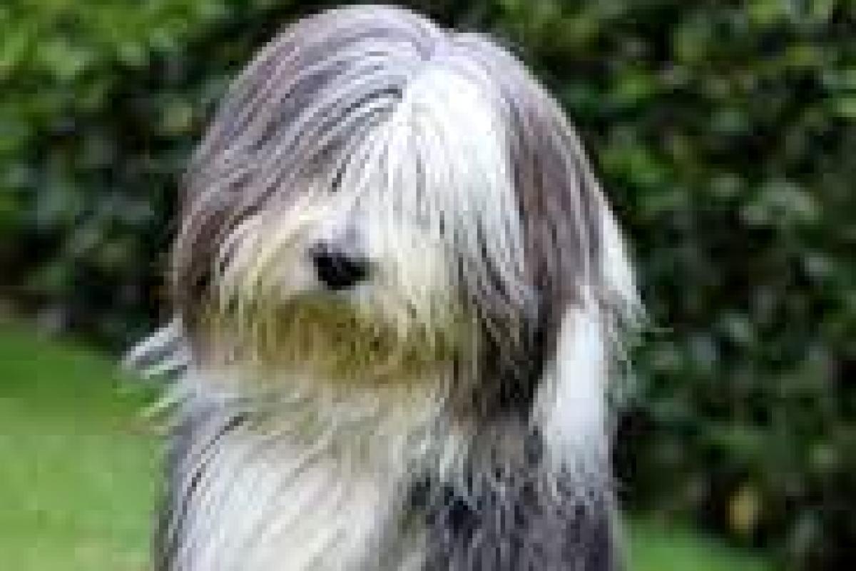 A bearded collie dog like the ones taken by the RSPCA. Picture: Wikimedia Commons via Creative Commons Licence