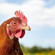 Carmarthenshire Council’s planning department said the proposal would unacceptably harm the Dinefwr Estate site of special scientific interest (SSSI), which is a mile away, due to increased ammonia emissions from the 16,000 free range hens.