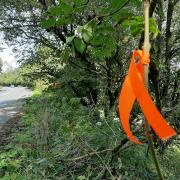 Ash dieback poses a potential threat to road users claims Carmarthenshire County Council