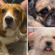 These five rescue dogs are looking for a new home - could it be with you?