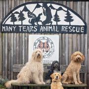 International rugby has done its part for Many Tears Animal Rescue with donations from England winger Johnny May and Wales prop Dillon Lewis.