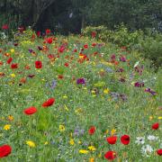 Aberglasney's beautiful wildflower meadow