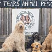 Many Tears Animal Rescue is asking for support to cover medical bills, improvements and the general cost of the running the dog rescue. (Many Tears/Facebook)