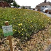 A pilot project for pollinators is underway across the county