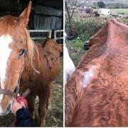 Chestnut gelding Muffy, who weighed 328kg and had areas of hair loss and crusting