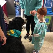 One of the therapy dogs on a visit to Glangwili Hospital