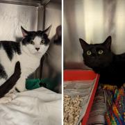 The two cats were dumped in a cardboard box on an industrial estate.