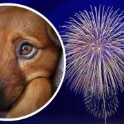 RSPCA Cymru has warned of lanterns and fireworks this New Year's