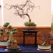 The Dragon Bonsai Autumn Show will be held this weekend.