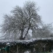 A lovely photo of the snow. Picture: Ann Thomas