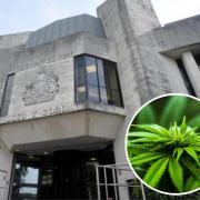 A man and a woman have admitted growing cannabis plants in Carmarthenshire.
