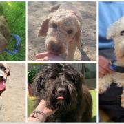 These 5 dogs are looking for forever homes from Many Tears Animal Rescue
