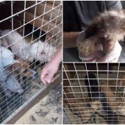 The RSPCA discovered a Carmarthenshire man had been causing unnecessary suffering to dogs.