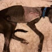 Jilly after having her leg amputated. Picture: Greyhound Rescue Wales