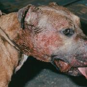 Dog fighting incidents investigated by the RSPCA have decreased in Carmarthenshire. Picture: RSPCA