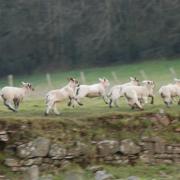 Sheep farming and its future is to be discussed during Llandovery Sheep Festival. Picture: Llandovery Sheep Festival