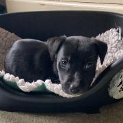 Dave the puppy is just one of the animals rescued every day by the RSPCA in Wales. Picture: RSPCA