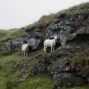 Sheep sheltering on Black Mountain Pass. Picture: Twm Curtis
