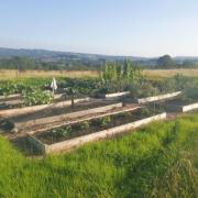 Some of the raised beds Stephen Morris created on the land north of Llandeilo