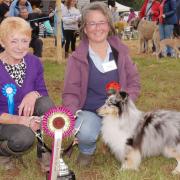 Best in show in the dog class was Shetland sheepdog Mayo. Picture: Stuart Ladd