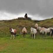 Ponies on Black Mountain. Picture: Karen Barry