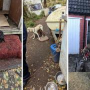 Some of the dogs found in a neglected state in Wales in 2022. Pictures: RSPCA