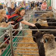 There was a display of rare sheep breeds. Picture: Stuart Ladd