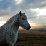 Pony on the Black Mountains