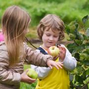 Eva and William gather apples from the orchard