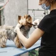 Plans for a dog grooming salon have been approved