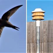 A swift tower will be put up in Glantawe Riverside Park, Pontardawe, to help increase the population.