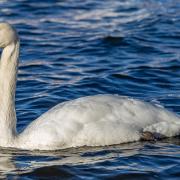 Mute swans and ducks have been found dead