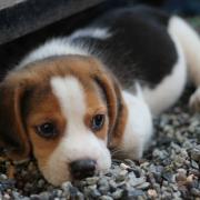 The council has been praised in the Senedd for its stance on illegal dog breeding