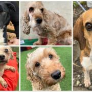 Many Tears dogs looking for a new home