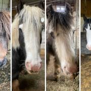 Baggins, Frodo, Gandalf and Samwise were found on the side of the road and are now at Lluest Horse and Pony Trust
