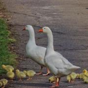Ducklings being escorted across a path in the Amman Valley.